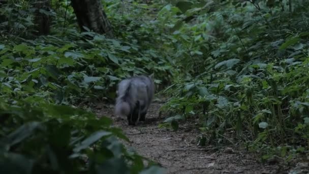 ふわふわの灰色の猫が森の小道を歩く — ストック動画