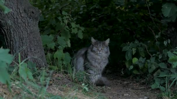 Gato Esponjoso Sentado Bosque Gato Mira Cámara — Vídeo de stock