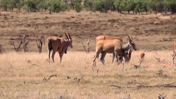 Antilope Marchant Entre Famille Dans Nature — Video