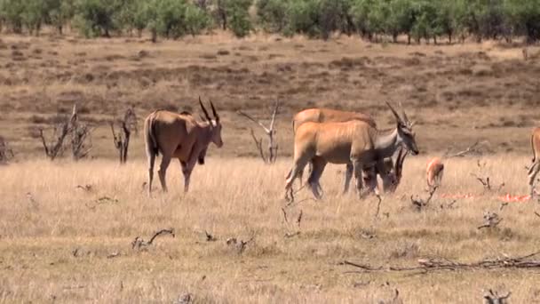 Egy antilop sétál a családja között a vadonban.