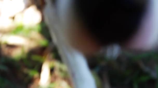 Close Van Een Schattige Hond Snuffelen Spelen Met Camera — Stockvideo