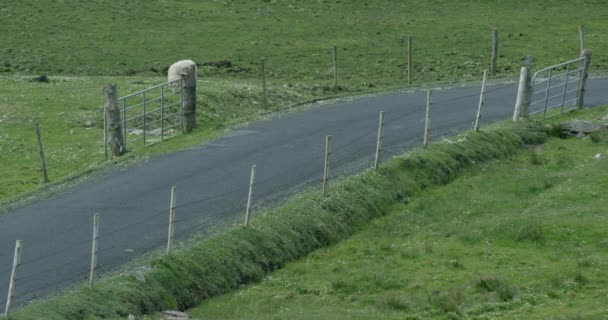 Motocykliści Przejeżdżają Obok Owiec Jako Zwiedzanie Irlandzkiej Wsi — Wideo stockowe