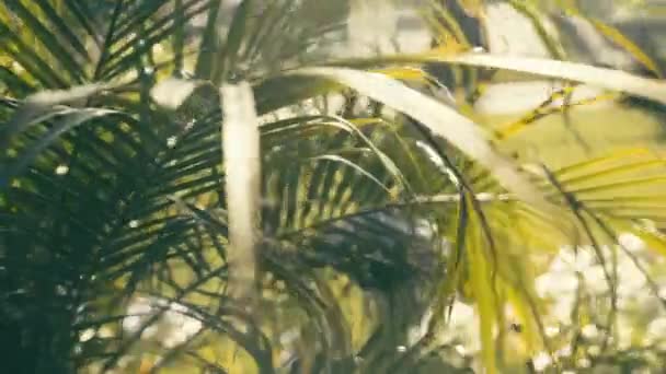 Slow Motion Roll Small Front Yard Palm Tree South Central — Αρχείο Βίντεο