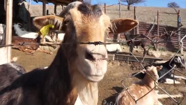 Chèvres Dans Une Ferme — Video