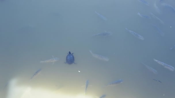 Teknős a halak között a tóban