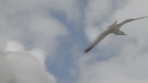 Mooi Fjord Noorwegen Close Seagulls Flying Tracking Shot Aanmelden — Stockvideo