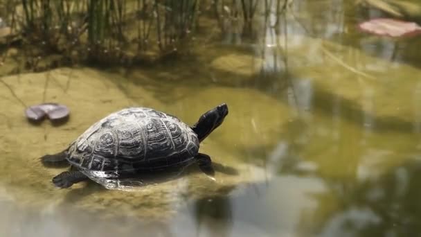 Sköldpadda Liggande Sten Och Sola — Stockvideo