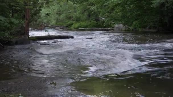 Νερό Και Ορμές Στα Δάση — Αρχείο Βίντεο