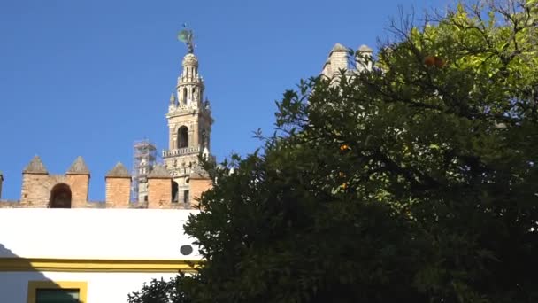 Spanya Sevilla Alcazar Yakınlarında Bir Portakal Ağacının Arkasındaki Çan Kulesi — Stok video