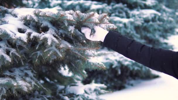 Снег Медленно Падает Дерева Зимнем Лесу Холодно Девочка Трогает Заснеженную — стоковое видео