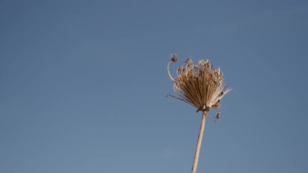 Single Dried Out Plant Blows Gently Breeze Blue Sky — Stock Video