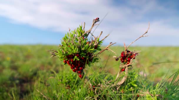 Ladybug Green Branch Foliage — Stock Video