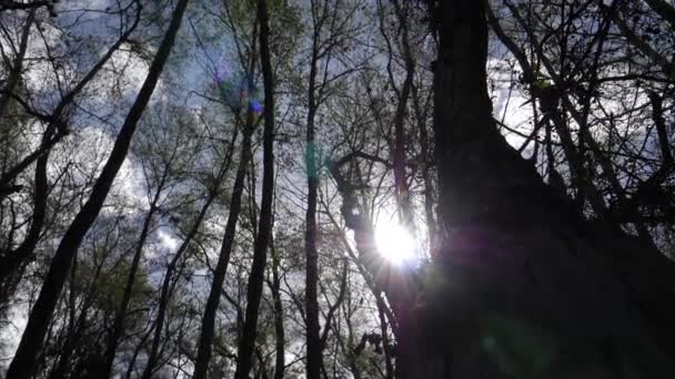 Tilt Tree Trunks Branches Silhouetted Blue Sky Sun Light Beaming — Stock Video