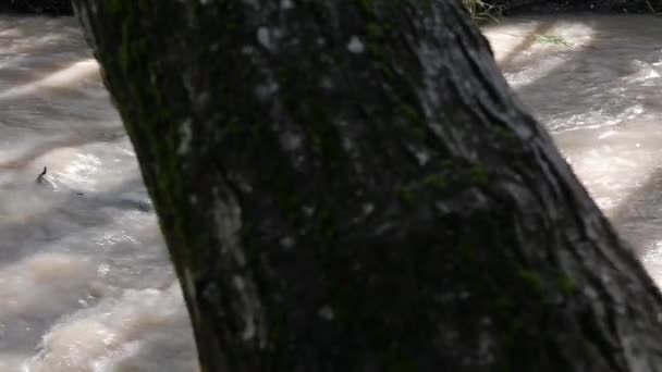 潘从树干上向森林里流淌的一条泥泞的河开枪 — 图库视频影像