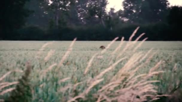 Cerf Sautant Coucher Soleil Travers Champ — Video