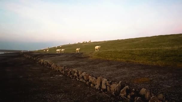 在北海堤上行走的绵羊 — 图库视频影像