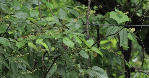 India Ardilla Comer Moverse Árbol Mp4 — Vídeos de Stock