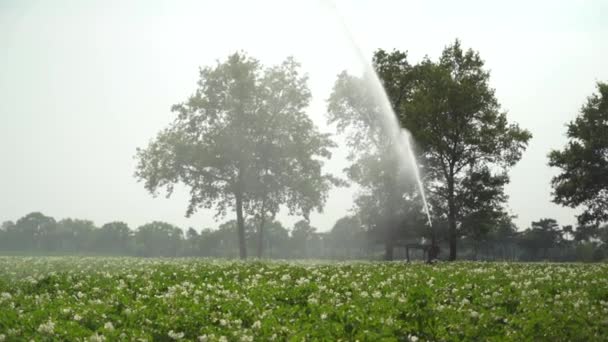 Ein Sprinkler Bewässerungssystem Sprüht Die Ernte Der Bauern Den Niederlanden — Stockvideo