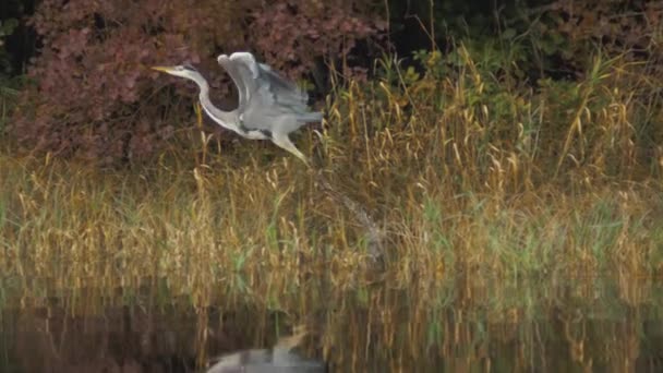 Graureiher Flug Über Wasser Der Wildnis — Stockvideo