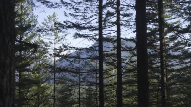 Washington Berge Durch Bäume — Stockvideo