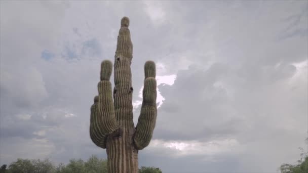 Εικονικός Κάκτος Saguaro Της Αμερικανικής Νοτιοδυτικής Μια Μέρει Συννεφιασμένη Ημέρα — Αρχείο Βίντεο