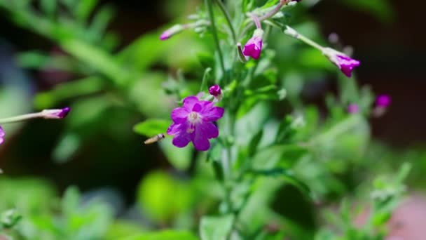 Bee Zoek Naar Nectar Van Bloemen Tuin — Stockvideo