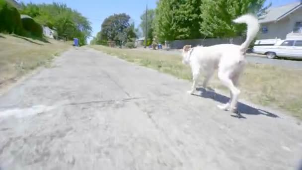 Jordnöt Söt Och Skråmande Hund Bastar Genom Skuggad Fläck Trottoaren — Stockvideo