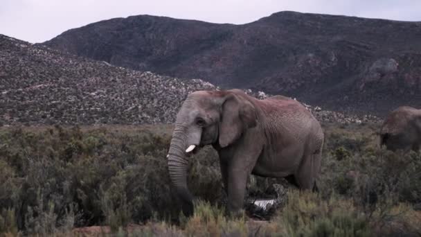 African Elephant Nature — Stock Video