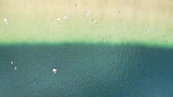 Wasserfarbe Verändert Das Fliegen Vom Strand Zum Ufer — Stockvideo