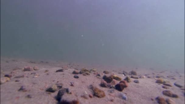 Pequenos Peixes Minnow Sob Cama Rio Água — Vídeo de Stock