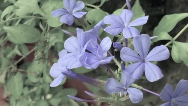 Μικρά Λουλούδια Που Λαμβάνονται Στον Κήπο — Αρχείο Βίντεο