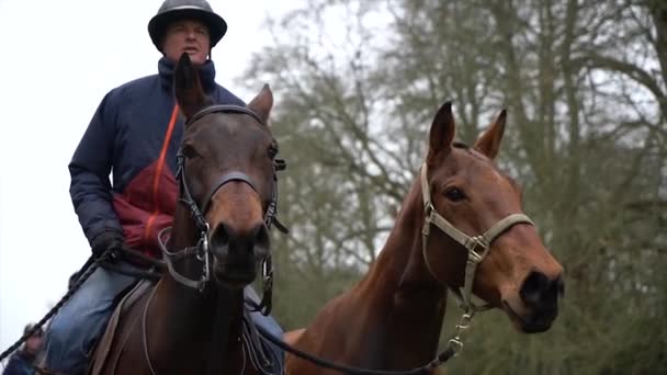 Trab Paar Von Pferden Blickt Zeitlupe Nach Oben — Stockvideo