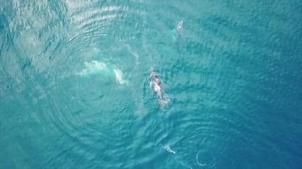 Imágenes Drones Dos Ballenas Capturadas Océano Profundo — Vídeo de stock