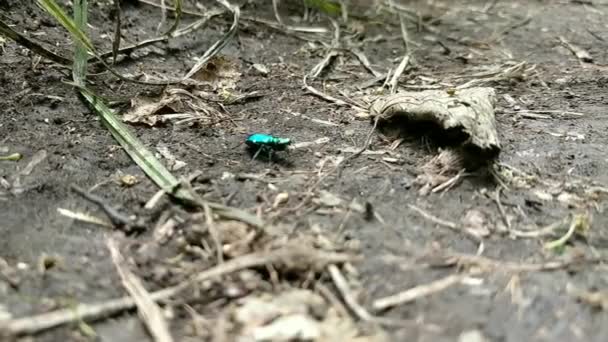 Ich Entdecke Einen Niedlichen Kleinen Käfer Beim Wandern Auf Einem — Stockvideo