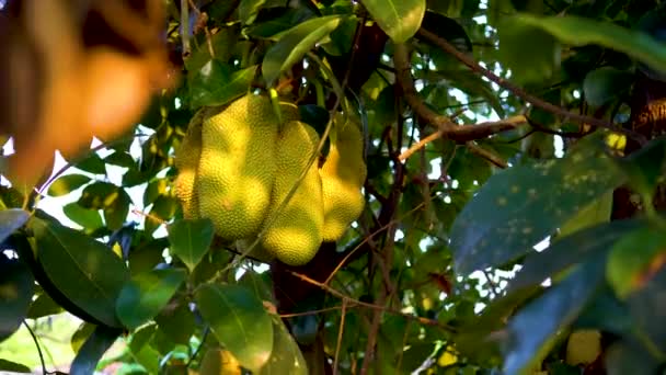 Egzotikus Trópusi Kemény Zöld Héj Jackfruit Malajziából — Stock videók