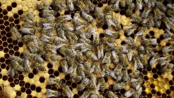 Рот Медоносної Бджоли Вулику Виробляє Мед Бджолиній Фермі Повільний Рух — стокове відео