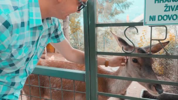 Mensch Streichelt Rehe Winzigem Zoo — Stockvideo