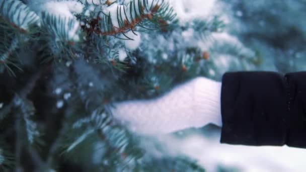 Sneeuw Valt Een Park Van Winter Met Sneeuw Bedekte Bomen — Stockvideo