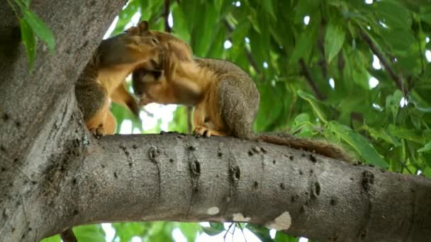 Two Squirrels Playing Tree — Stock Video