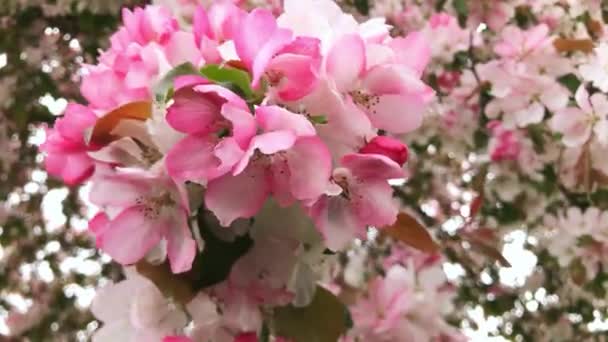 Vídeo Las Flores Sobre Cerezo Verano — Vídeos de Stock