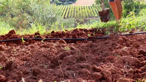 農家は野菜の庭で香りの良い茶色の土を掘る 男はフィールドに汚れを失う — ストック動画