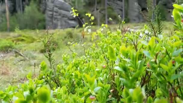 Plantes Bleuets Dans Parc National Adrpach — Video