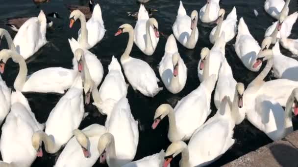 Cisnes Alimentando Rio Tamisa Cidade Windsor Perto Castelo Real Windsor — Vídeo de Stock
