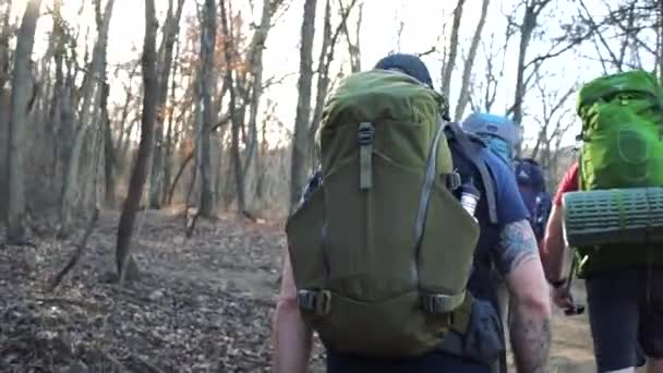 Excursionistas Mochileros Través Los Bosques Soleados Cámara Lenta — Vídeos de Stock