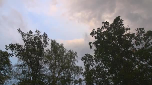 树梢在风中和天空中飘扬 漂亮的树 — 图库视频影像