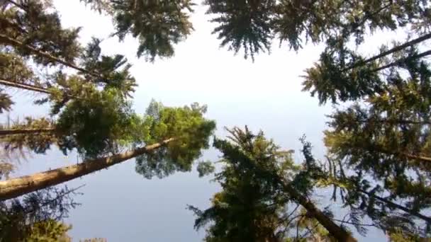 Coroas Árvores Parque Nacional Orlick Hory — Vídeo de Stock