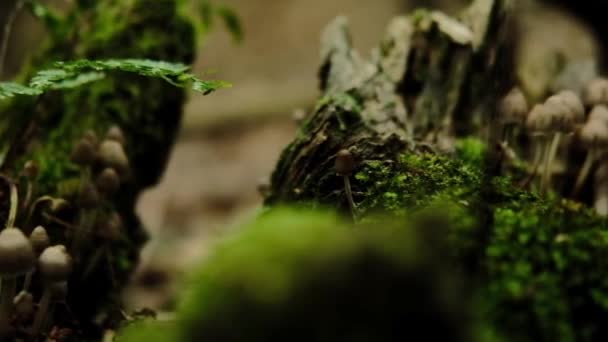 Cogumelo Floresta Reino Unido Cubo Pluteus Podospileus — Vídeo de Stock