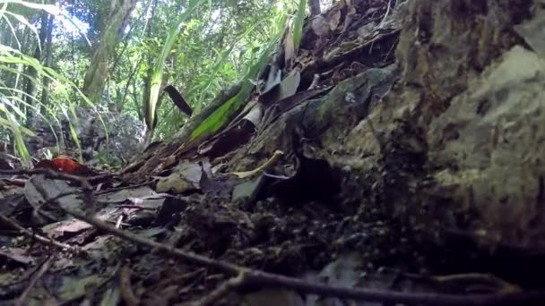 Fourmis Marchant Dans Forêt Tropicale — Video