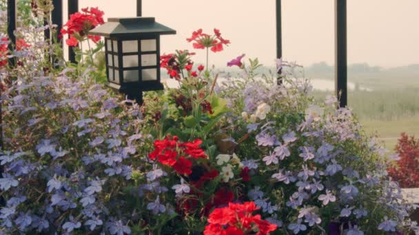 Bloemen Een Plantenbak Wind — Stockvideo