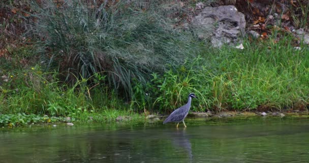 Geel Gekroonde Nachtreiger Guadalupe Rivier Nieuw Braunfels Texas — Stockvideo